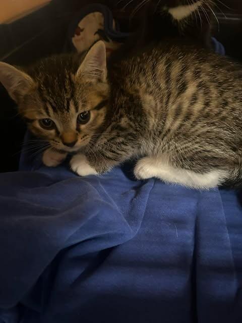 O'Reilly — thumbnail 2