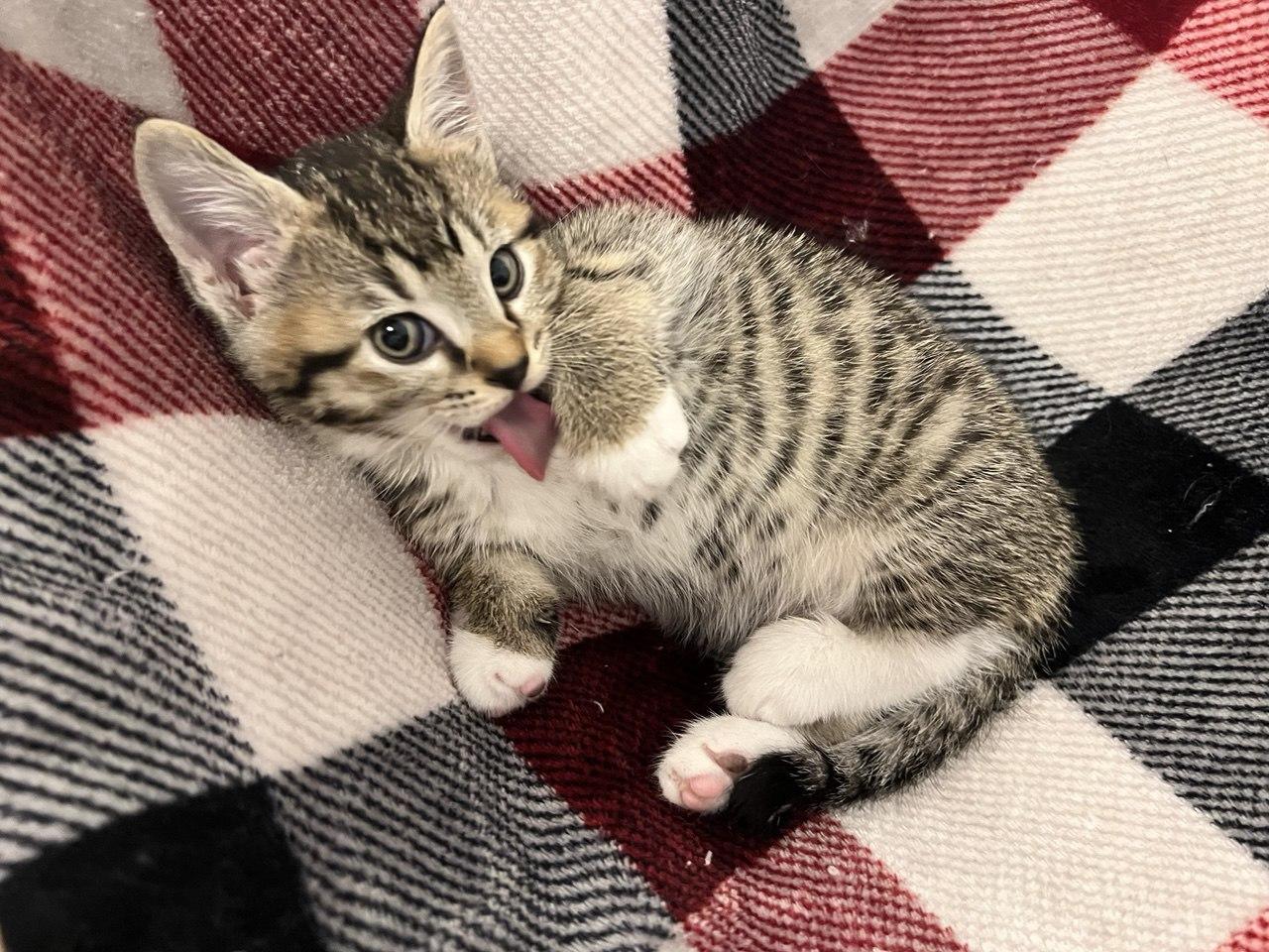 O'Reilly — thumbnail 3