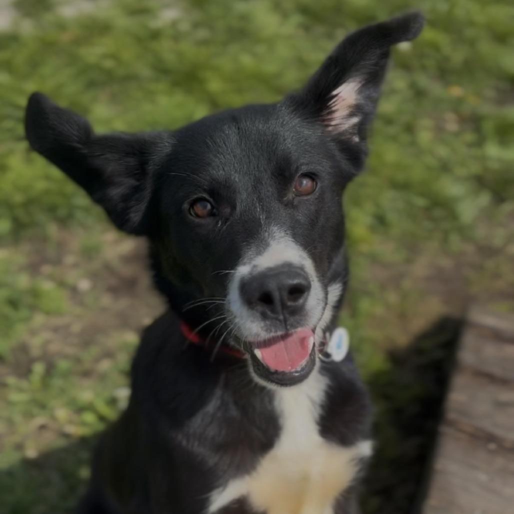 Enlarge Pippa, a Adoptable mixed breed in Independence, KS image 1/4