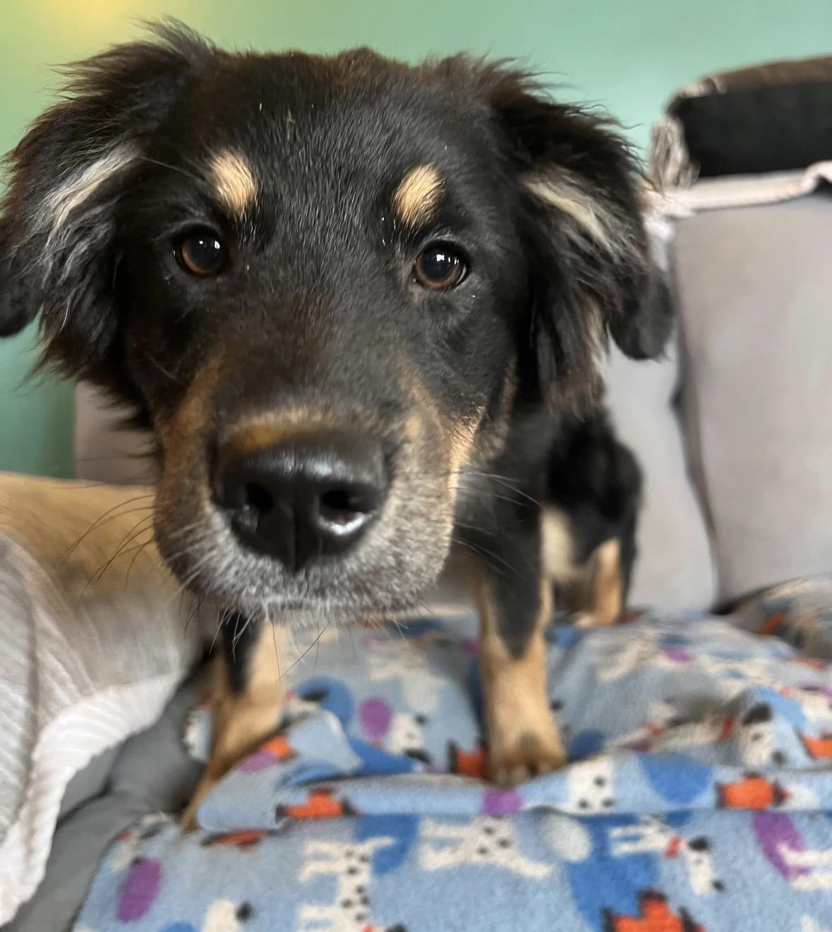Etta, adopted, Puppy Female Australian Shepherd.