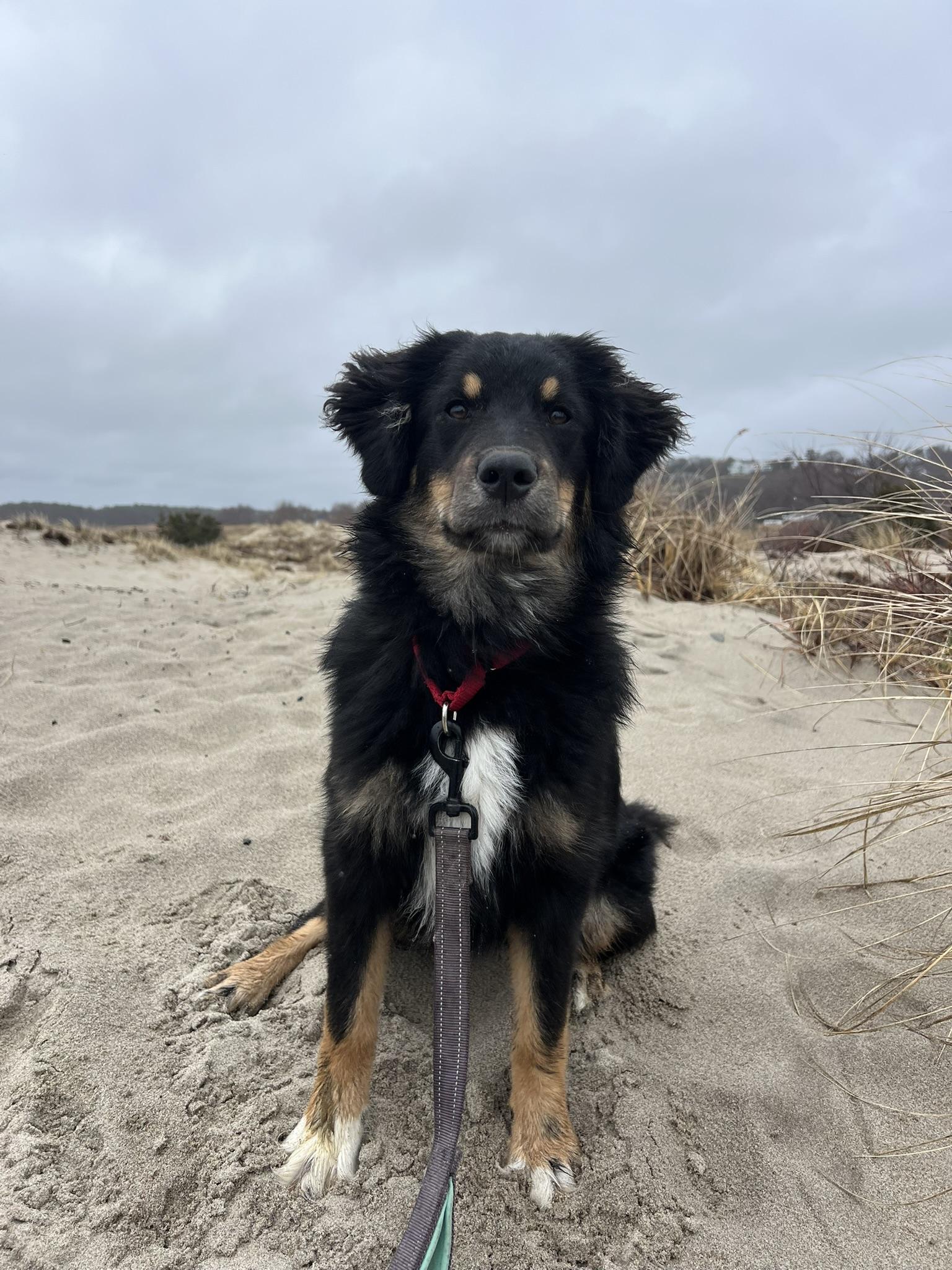Enlarge Etta, an adopted mixed breed in Pembroke, MA image 2/6