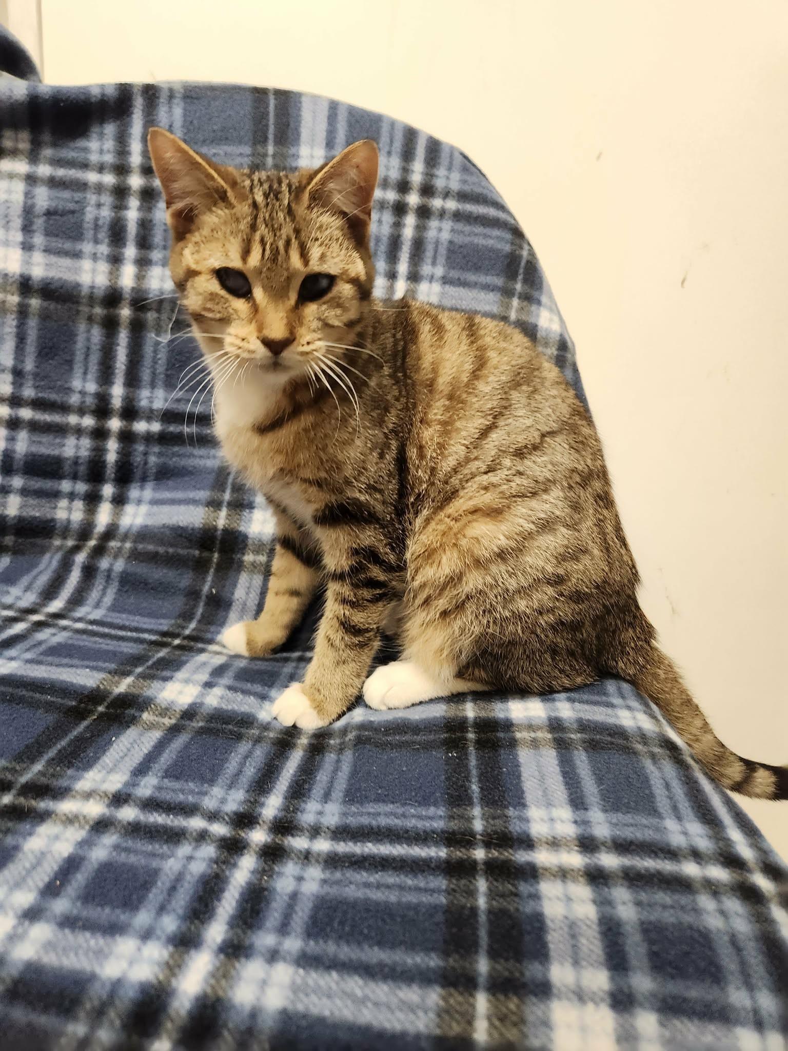 Cobweb, Adoptable, Young Female Domestic Short Hair.