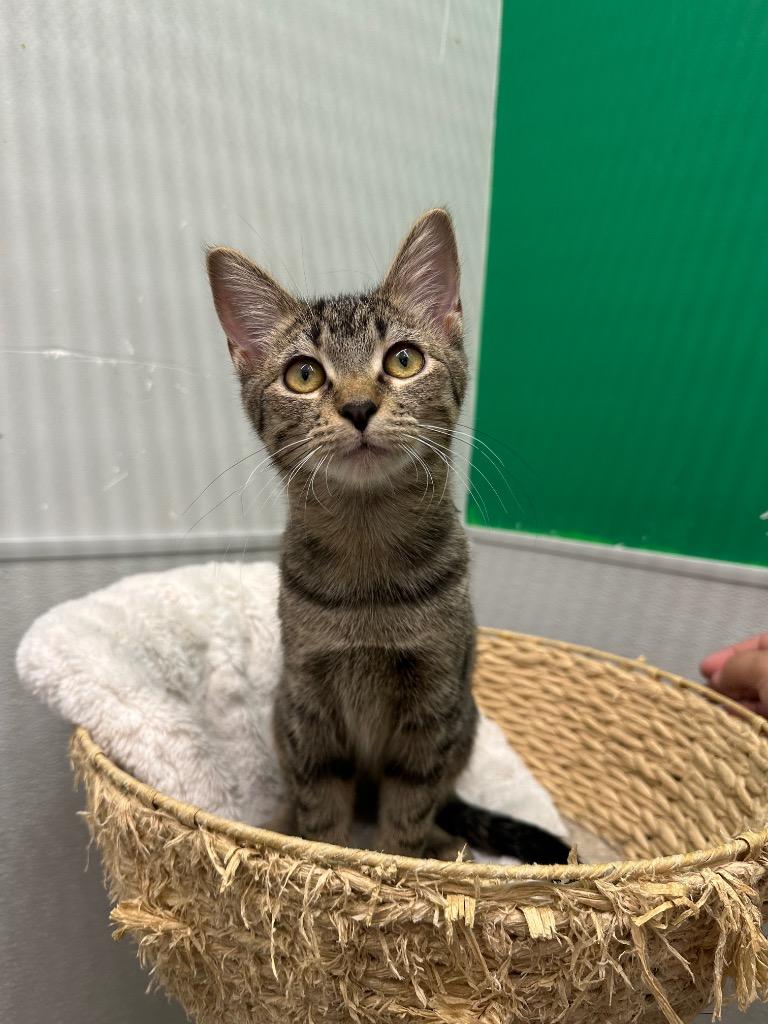 Pistachio, Adoptable, Young Female Domestic Short Hair.