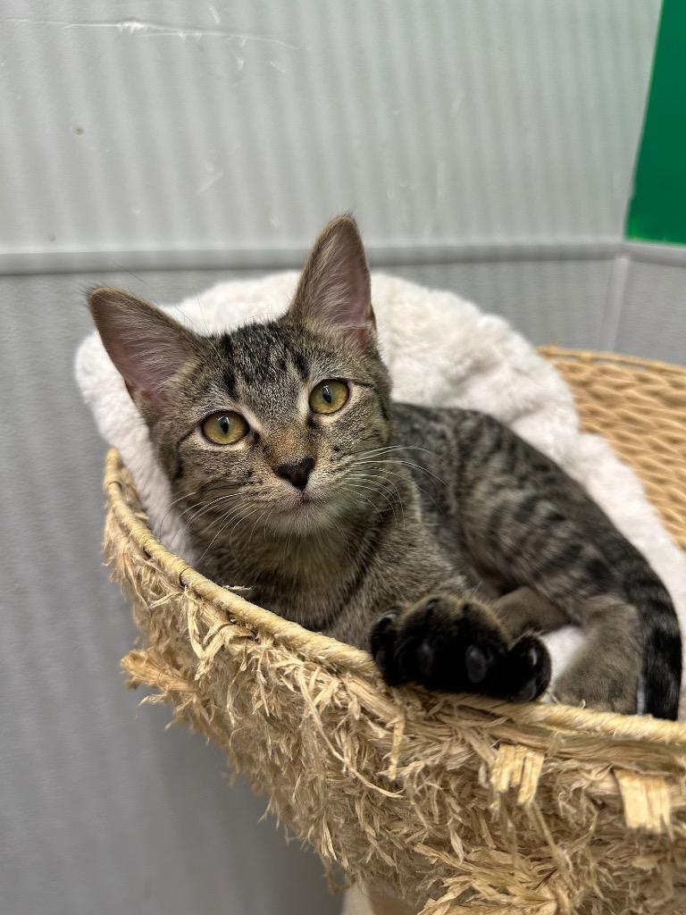 Pistachio, a Adoptable mixed breed in Claremore, OK image 2/3