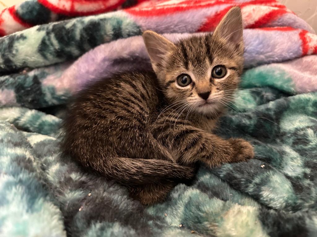 Pistachio, a Adoptable mixed breed in Claremore, OK image 3/3