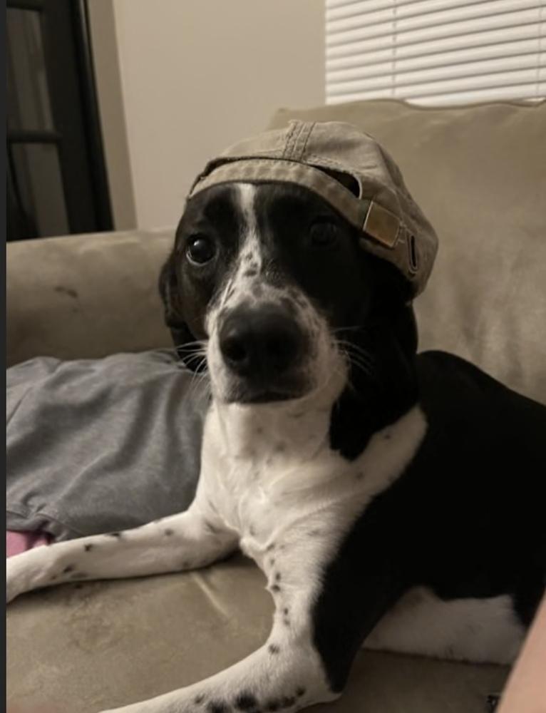 Nora, Adoptable, Adult Female Labrador Retriever & Pointer.