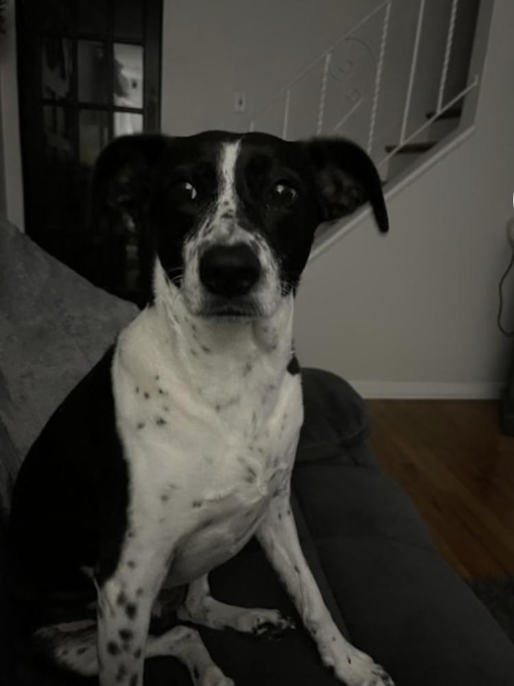 Enlarge Nora, a Adoptable mixed breed in Willingboro, NJ image 2/4