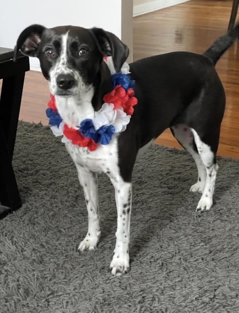 Enlarge Nora, a Adoptable mixed breed in Willingboro, NJ image 4/4