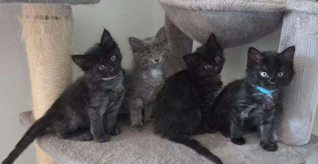 Dover (Available Sept 25), Adoptable, Young Male Domestic Medium Hair.