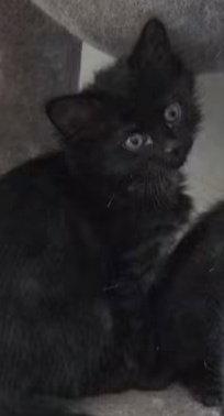 Enlarge Dover (Available Sept 25), a Adoptable Domestic Medium Hair in Williamsburg, IA image 2/2