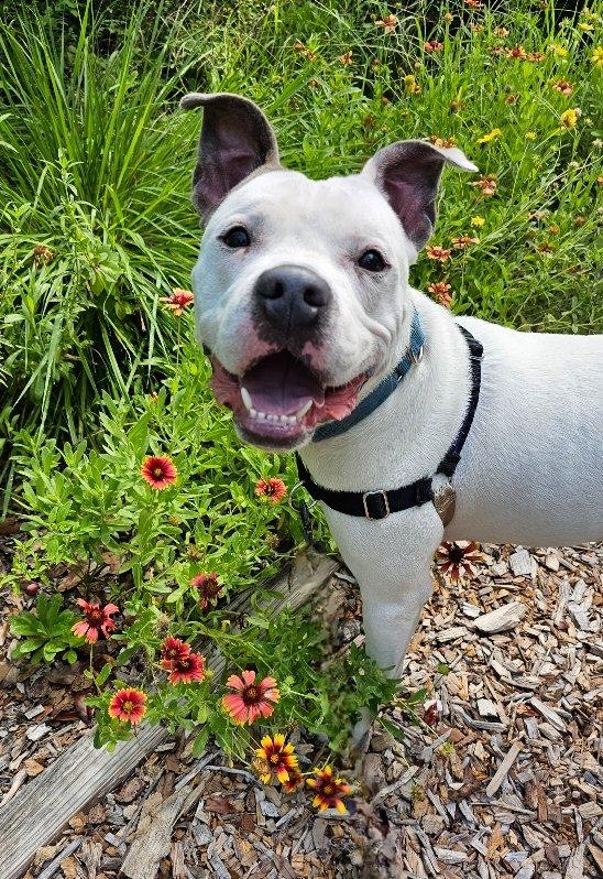 Enlarge Dave, a Adoptable mixed breed in St Petersburg, FL image 1/5