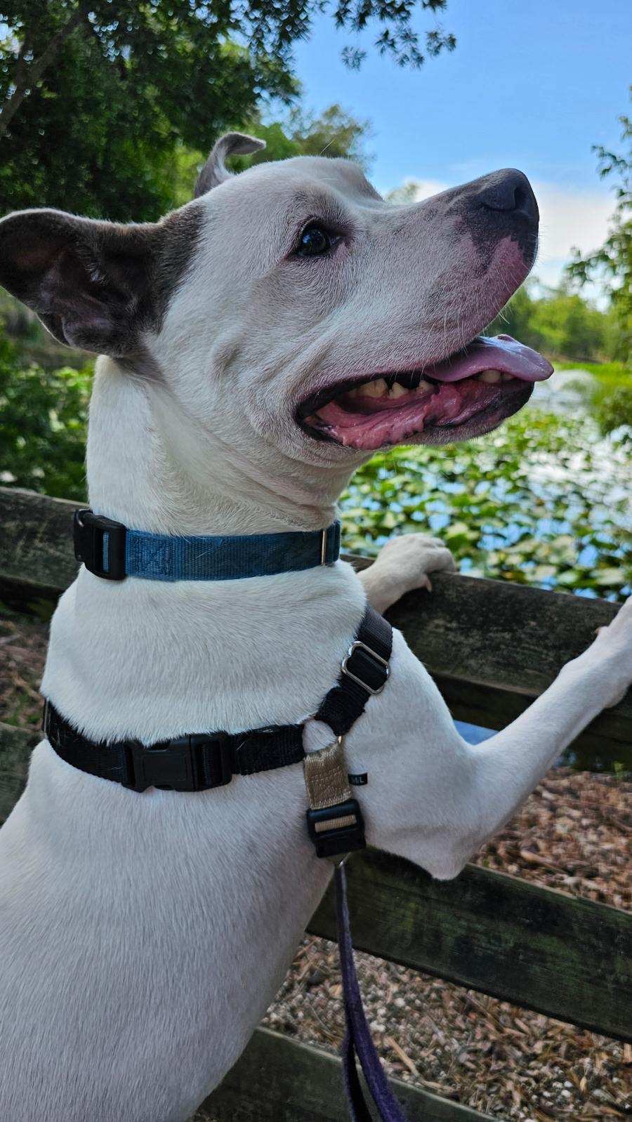 Enlarge Dave, a Adoptable mixed breed in St Petersburg, FL image 2/5