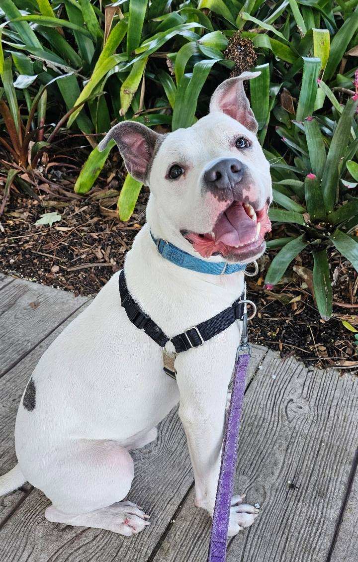 Enlarge Dave, a Adoptable mixed breed in St Petersburg, FL image 3/5