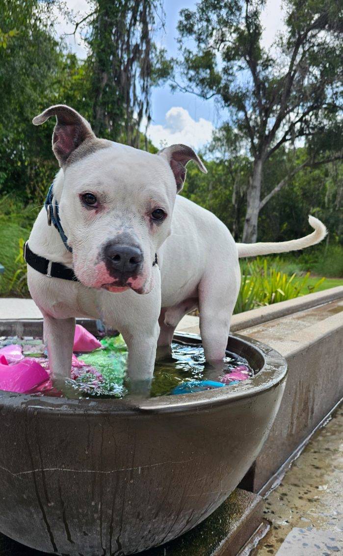 Enlarge Dave, a Adoptable mixed breed in St Petersburg, FL image 4/5