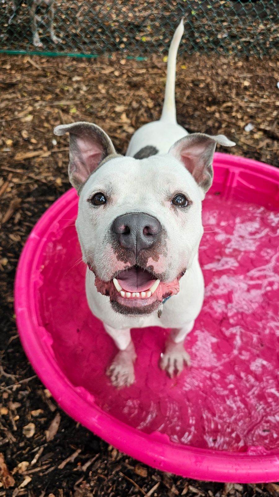 Enlarge Dave, a Adoptable mixed breed in St Petersburg, FL image 5/5