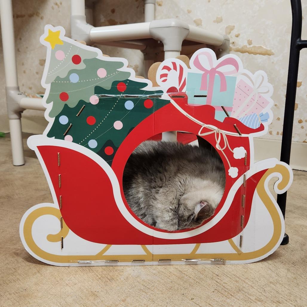 Cassia, Adoptable, Adult Female Siamese.