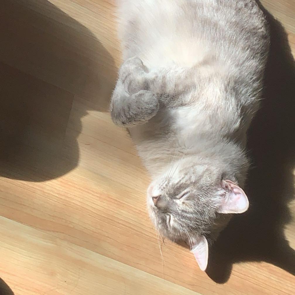 Cassia, a Adoptable Siamese in Delaware, OH image 1/2