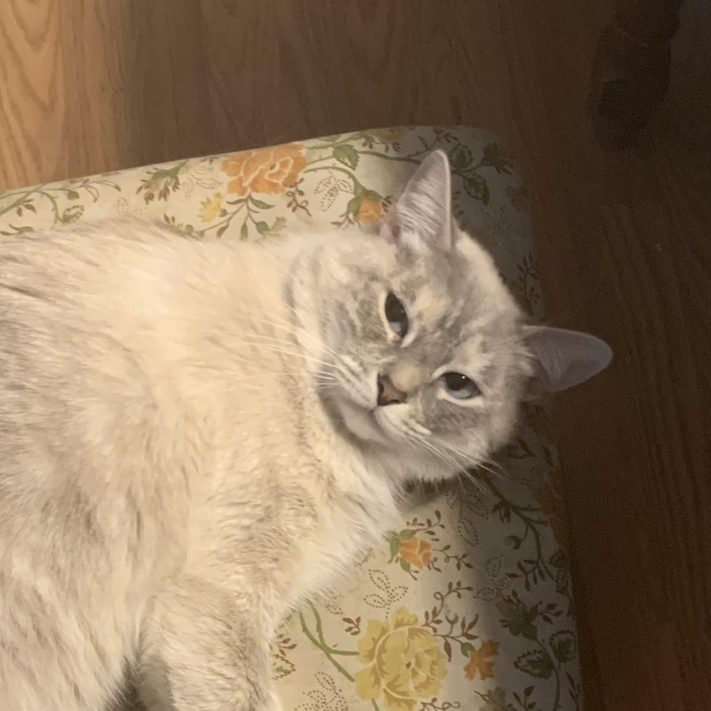 Cassia, a Adoptable Siamese in Delaware, OH image 2/2