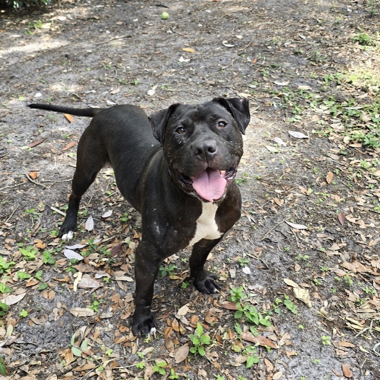 Rufus, a Adoptable Pit Bull Terrier in New Port Richey, FL image 5/6