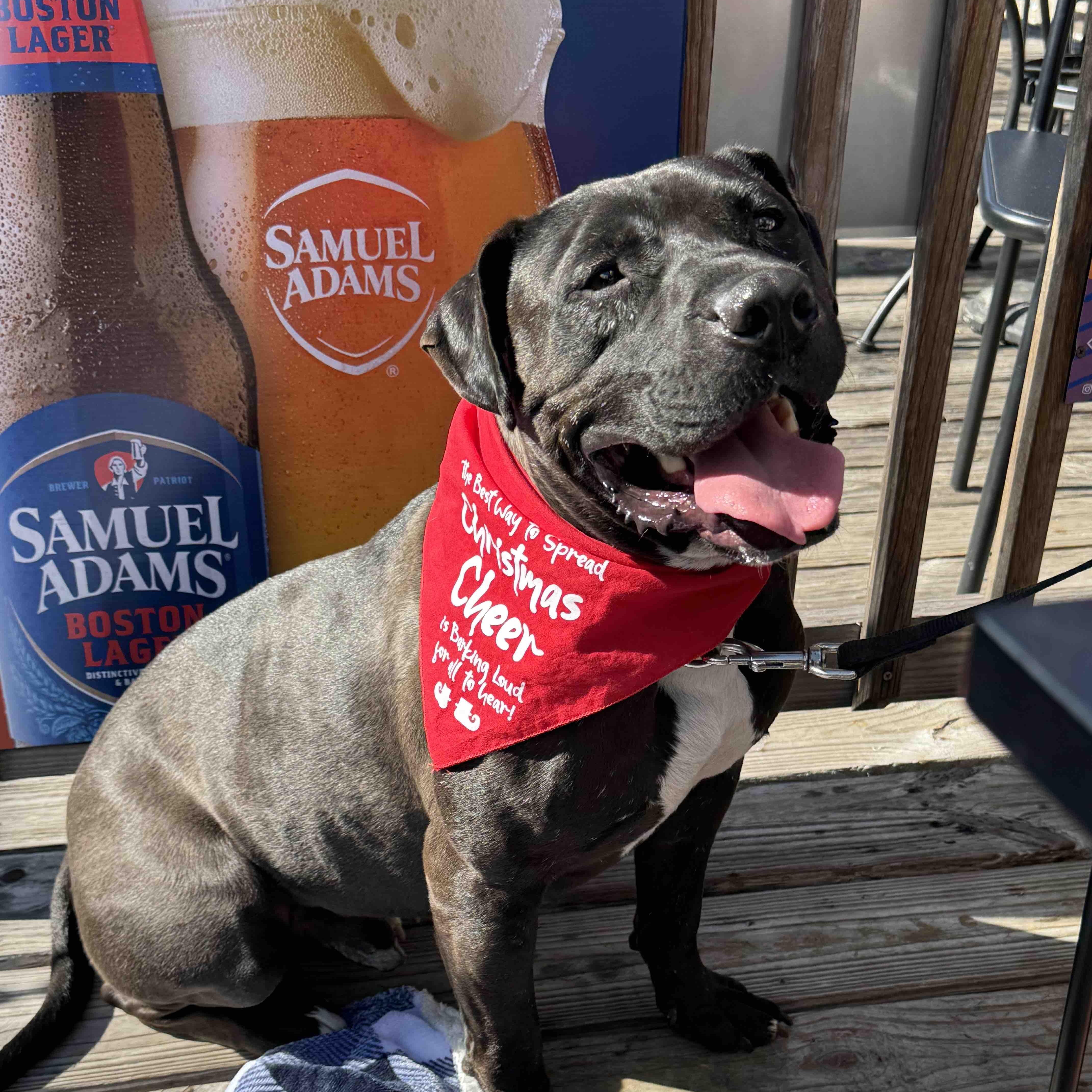 Rufus, a Adoptable Pit Bull Terrier in New Port Richey, FL image 3/6