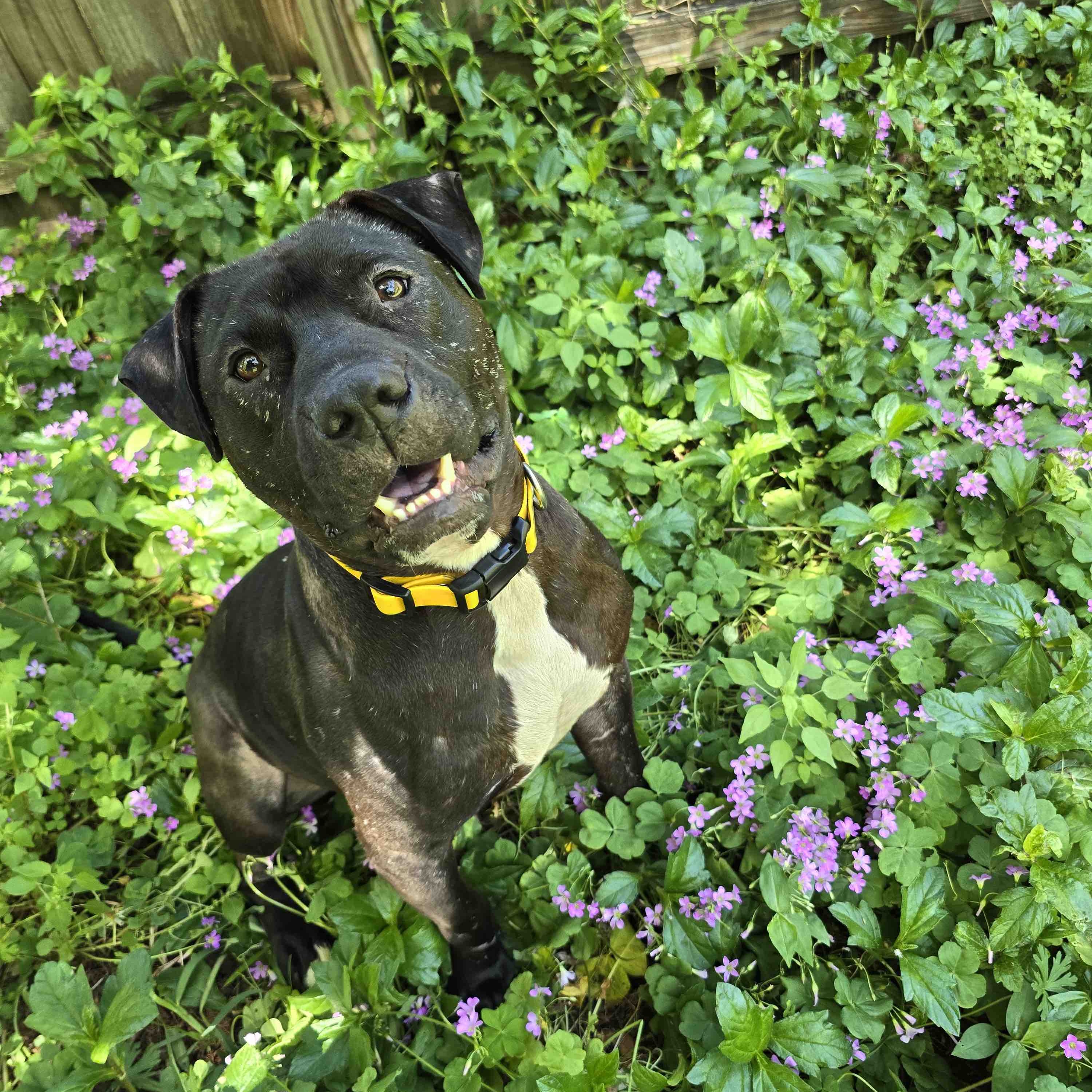 Rufus, a Adoptable Pit Bull Terrier in New Port Richey, FL image 2/6