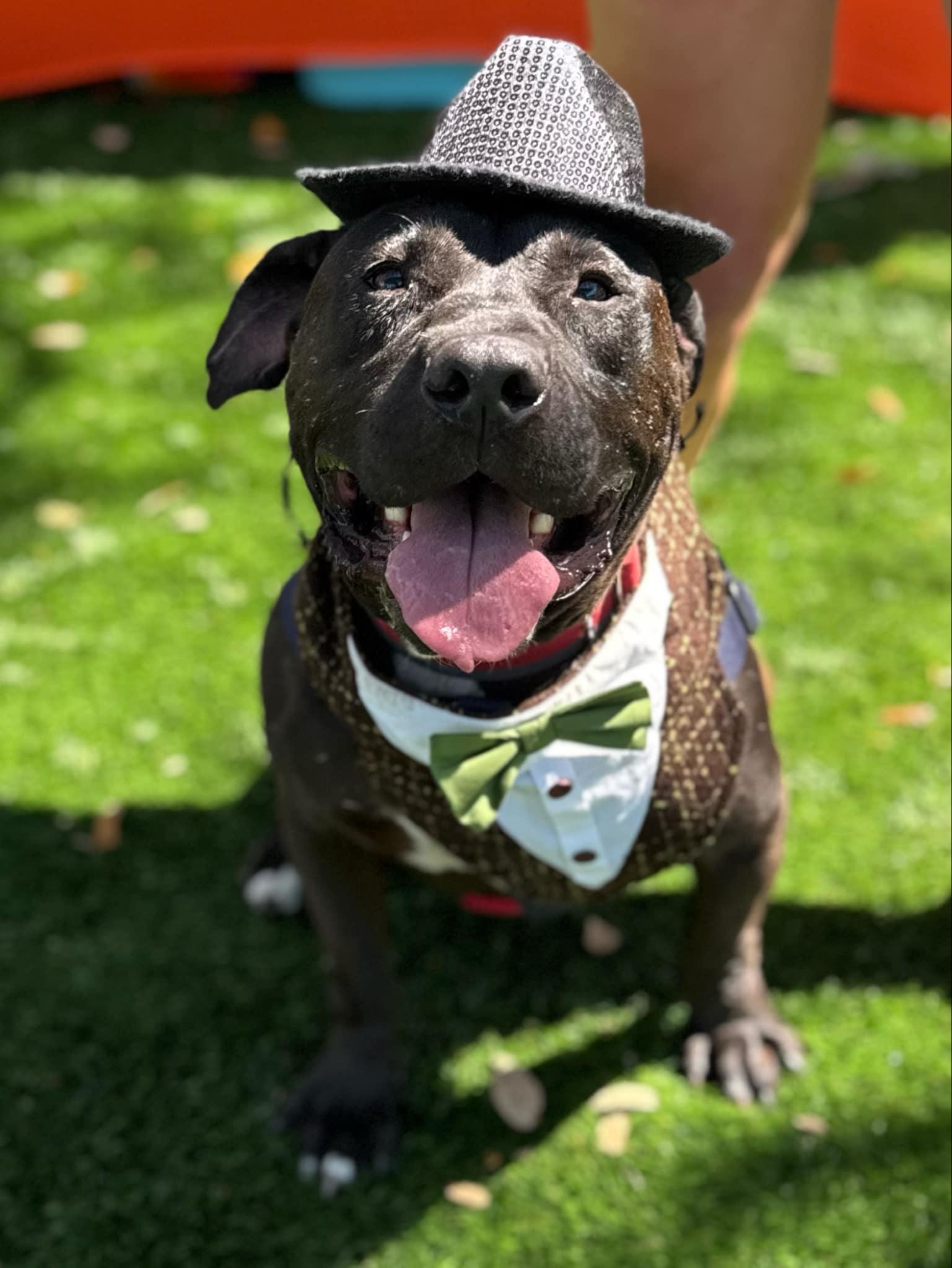 Rufus, a Adoptable Pit Bull Terrier in New Port Richey, FL image 1/6