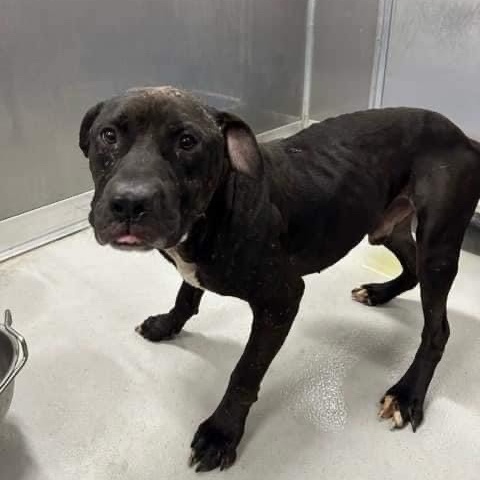 Rufus, a Adoptable Pit Bull Terrier in New Port Richey, FL image 6/6