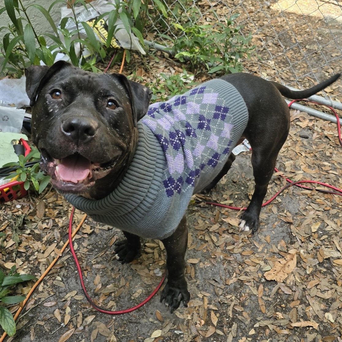 Rufus, a Adoptable Pit Bull Terrier in New Port Richey, FL image 4/6