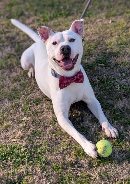 Enlarge Flex, a Adoptable mixed breed in Gulfport, MS image 1/3