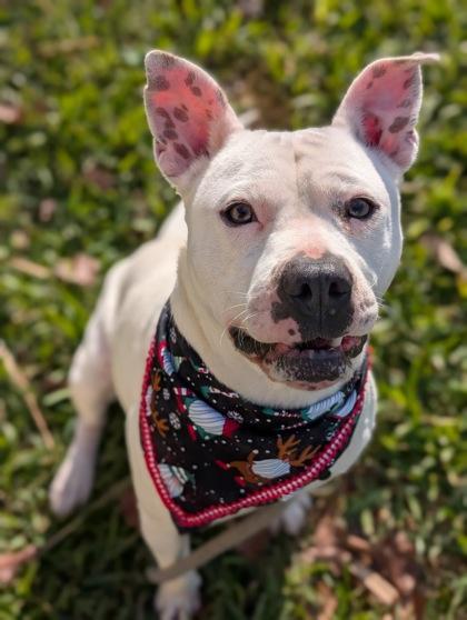 Enlarge Flex, a Adoptable mixed breed in Gulfport, MS image 2/3