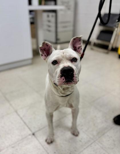 Enlarge Flex, a Adoptable mixed breed in Gulfport, MS image 3/3