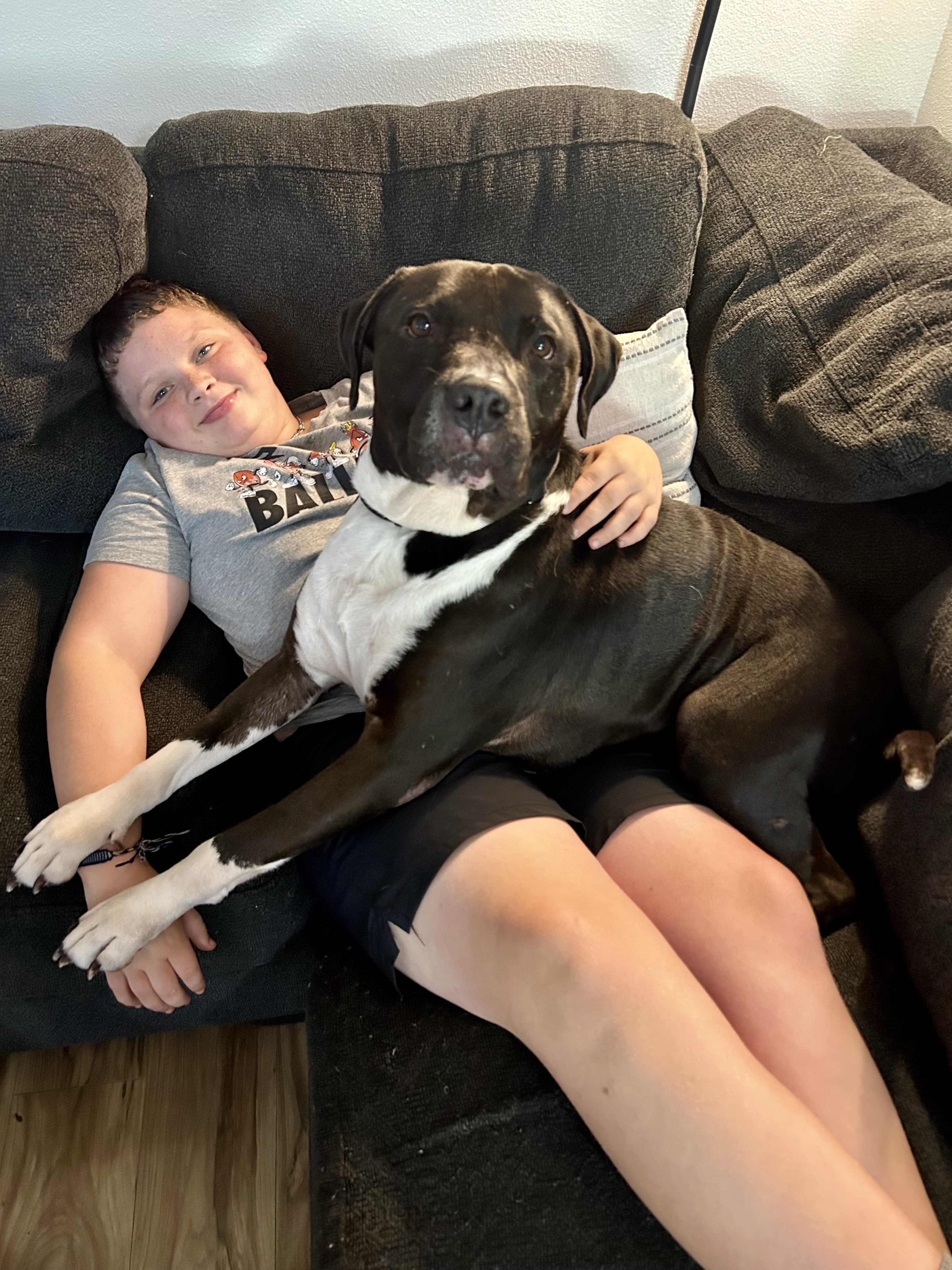 Dog for adoption Papa, a Staffordshire Bull Terrier in Portland, OR