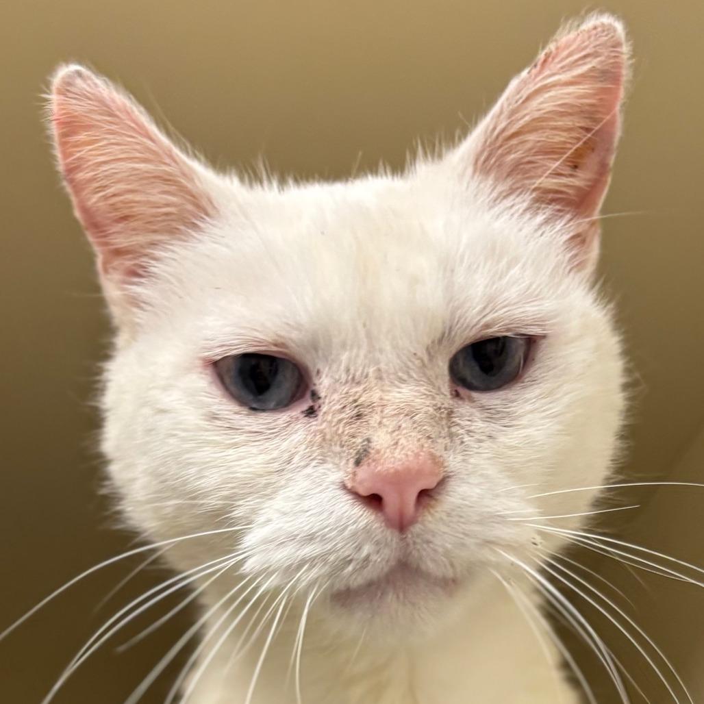 Shadowfax, Adoptable, Senior Male Domestic Short Hair.