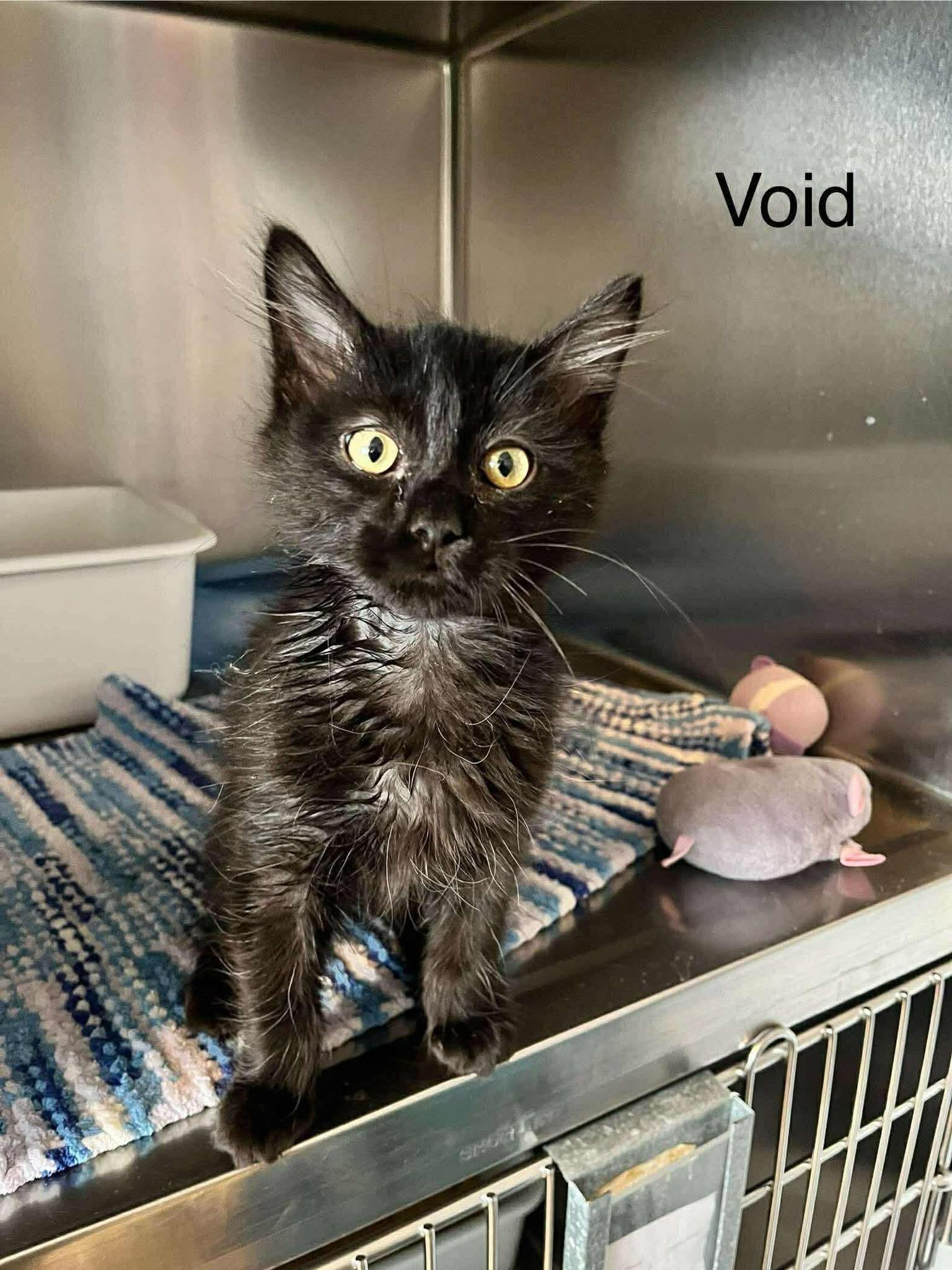 Enlarge Void, a ADOPTABLE Domestic Long Hair in Weyburn, SK image 1/1