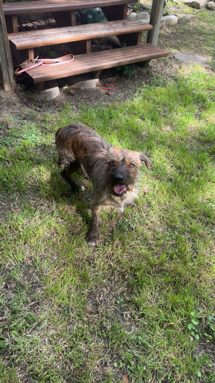 Enlarge Doc, an adopted mixed breed in Arvada, CO image 3/6