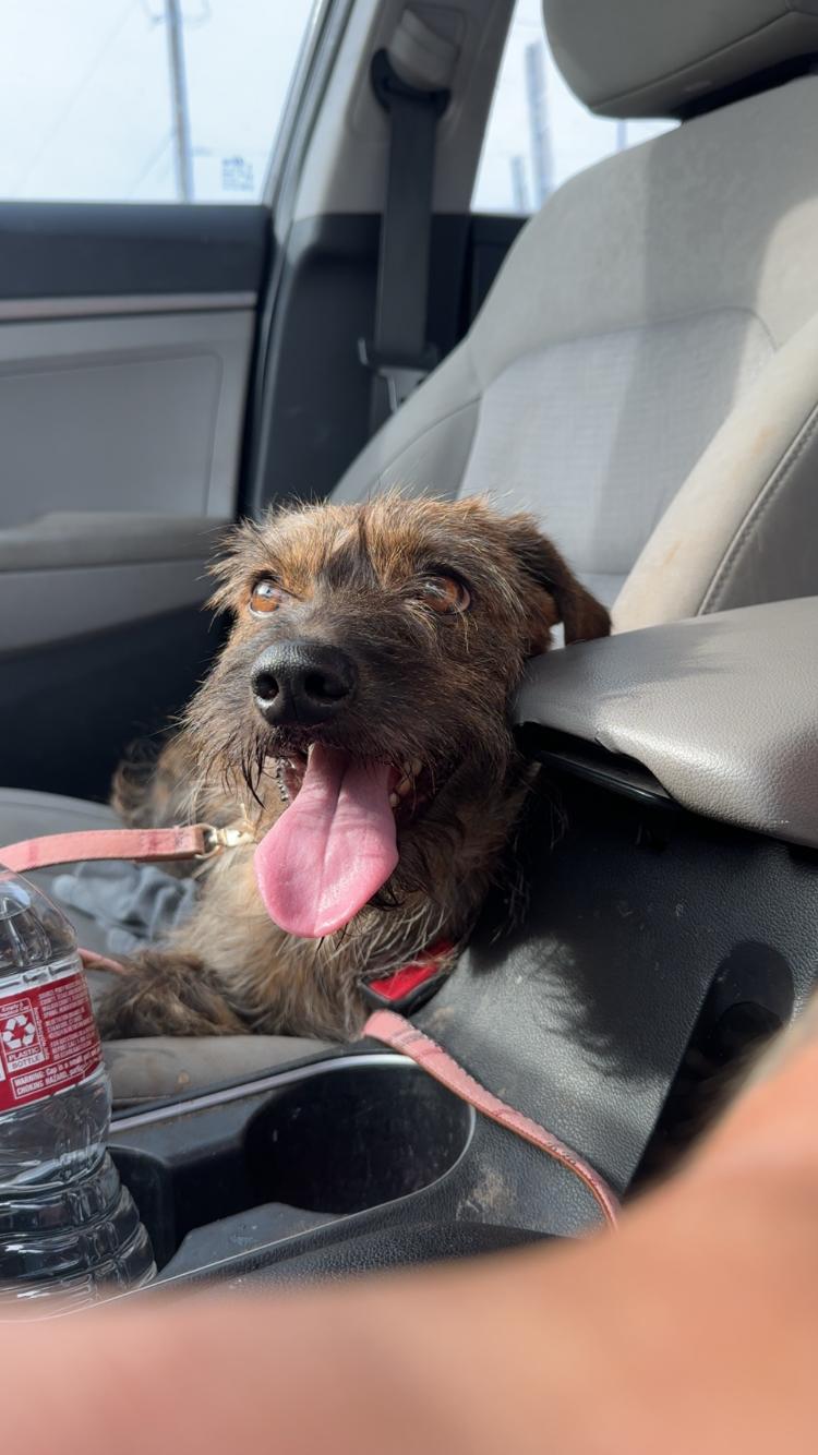 Enlarge Doc, an adopted mixed breed in Arvada, CO image 6/6
