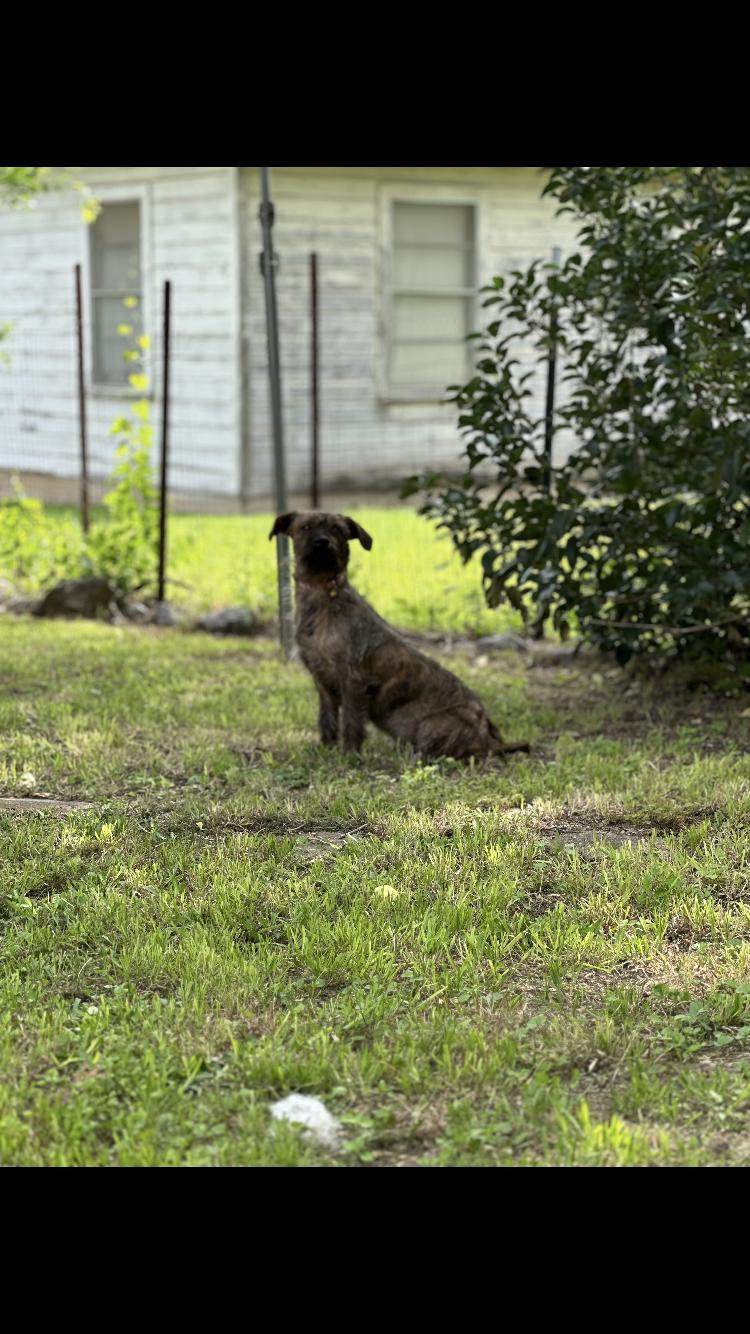 Enlarge Doc, an adopted mixed breed in Arvada, CO image 4/6