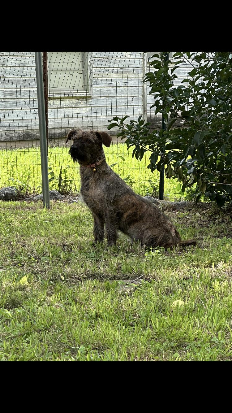 Enlarge Doc, an adopted mixed breed in Arvada, CO image 2/6