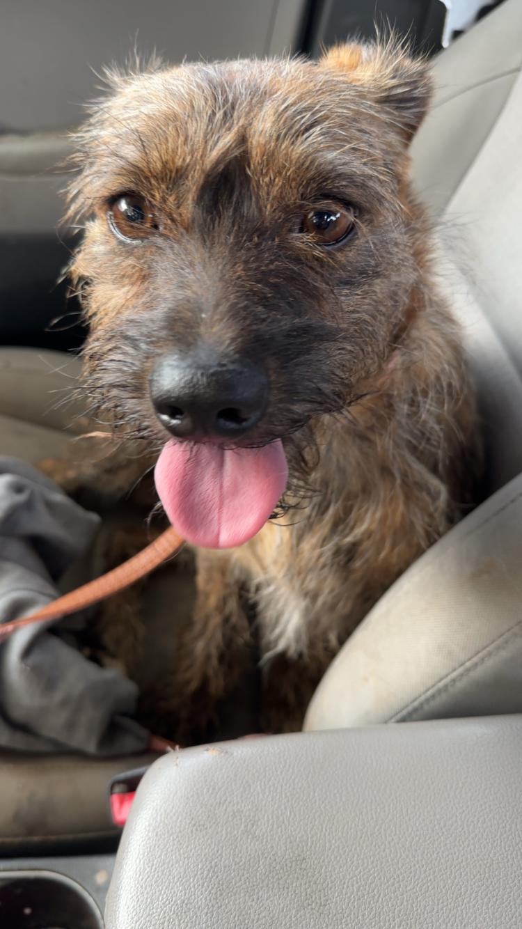 Enlarge Doc, an adopted mixed breed in Arvada, CO image 1/6