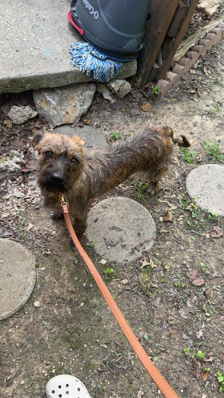 Enlarge Doc, an adopted mixed breed in Arvada, CO image 5/6
