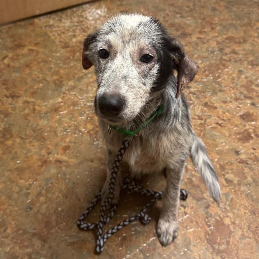 Sam, Adoptable, Young Male Australian Shepherd.