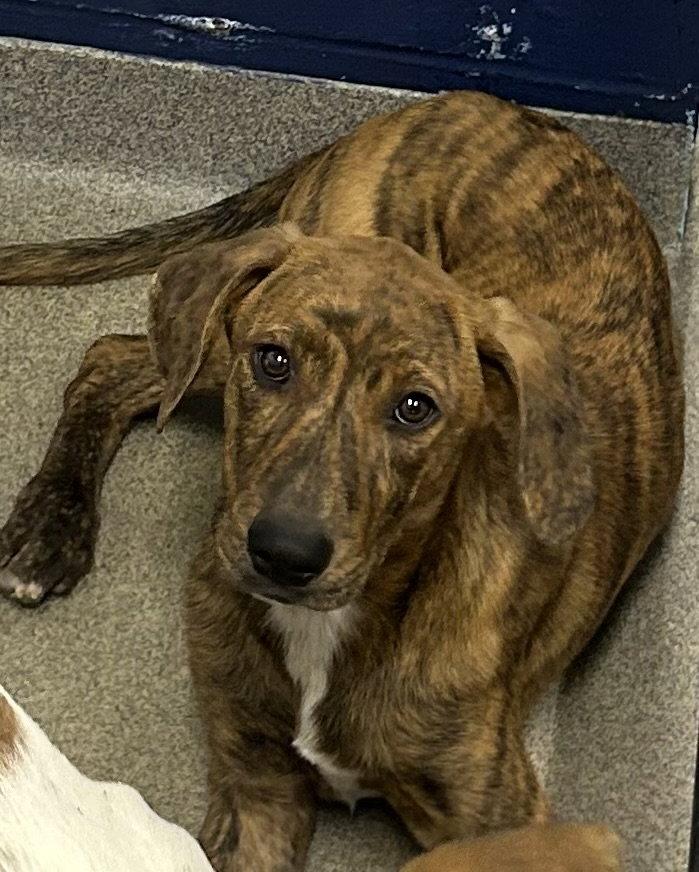 Enlarge Cricket 4 months male AVAILABLE 5/20, a Adoptable Mixed Breed in Sterling, MA image 1/1