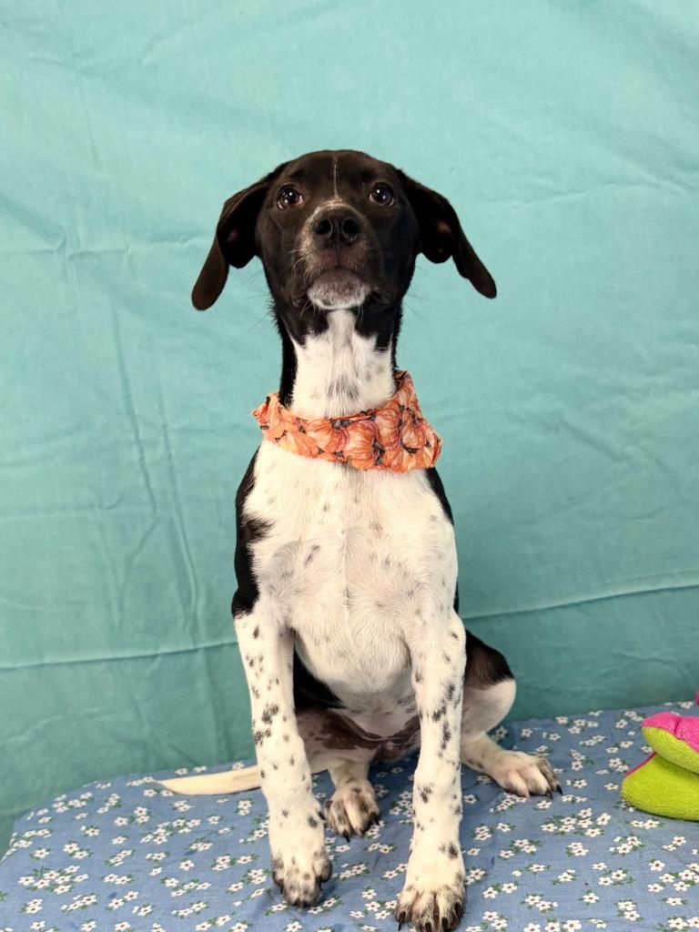 Enlarge Gar, a Adoptable mixed breed in Nacogdoches, TX image 2/4