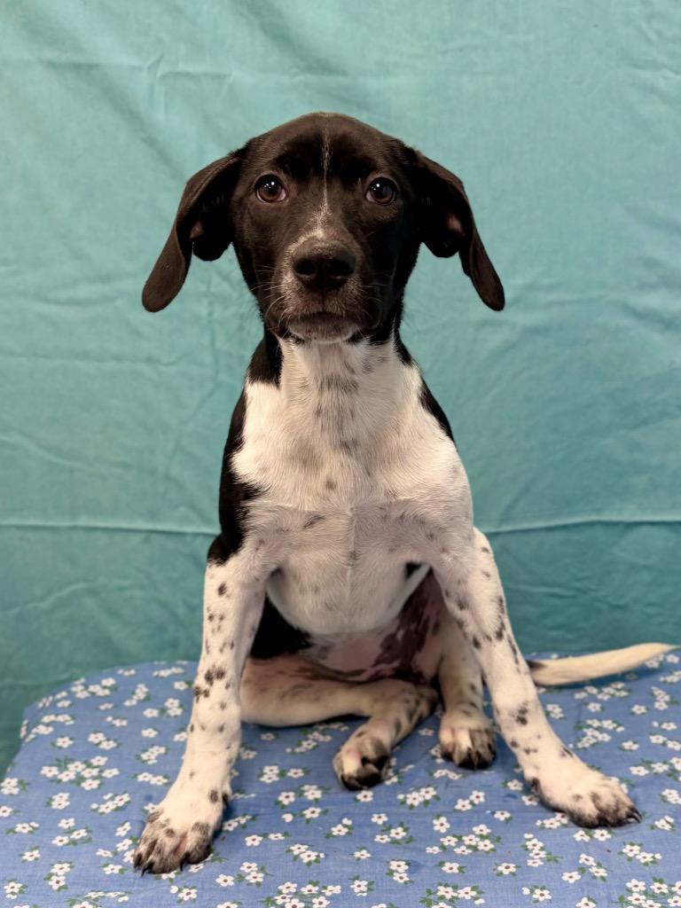 Enlarge Gar, a Adoptable mixed breed in Nacogdoches, TX image 3/4