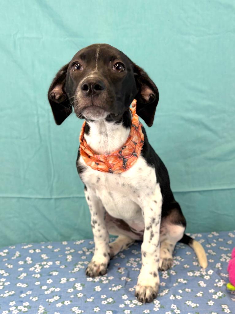 Enlarge Gar, a Adoptable mixed breed in Nacogdoches, TX image 4/4