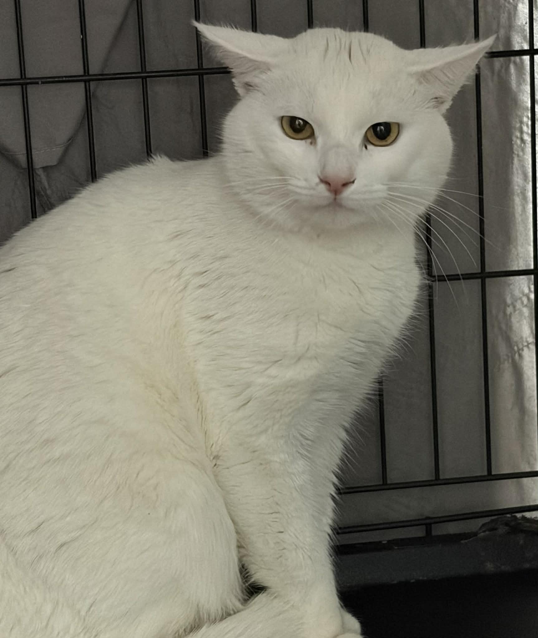 Matty, ADOPTABLE, Adult Male Turkish Angora & Domestic Medium Hair.