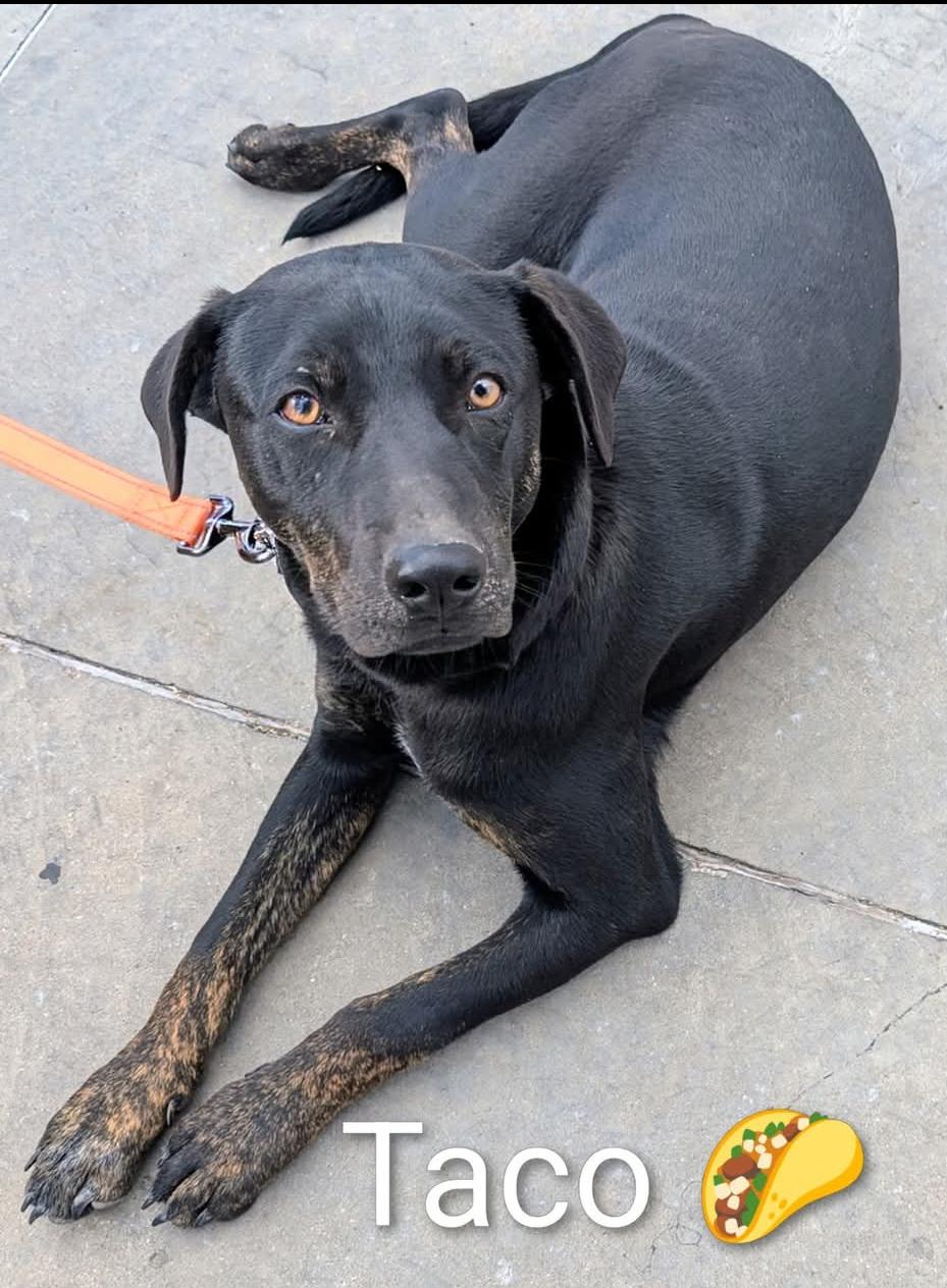 Taco , ADOPTABLE, Young Male Cattle Dog & Black Labrador Retriever.