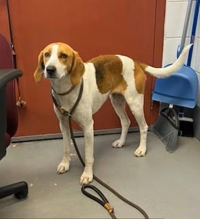 Farrah Elegant Companion Houndy Girl  Fostering in Norwalk CT