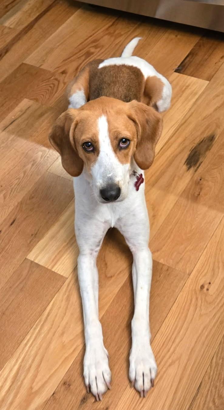 Farrah Elegant Companion Houndy Girl  Fostering in Norwalk CT