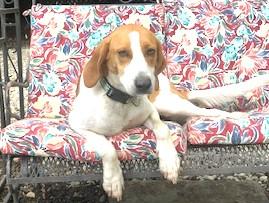Farrah Elegant Companion Houndy Girl  Fostering in Norwalk CT